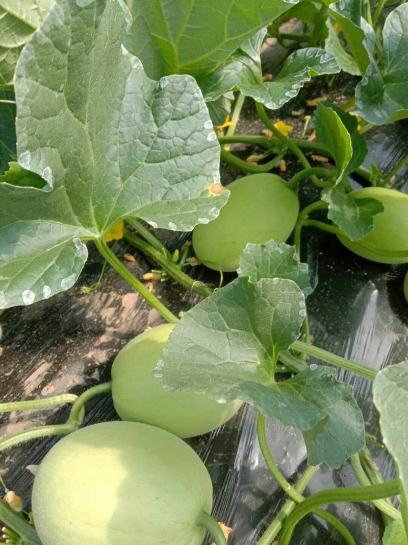 正宗阎良甜瓜自家种植一手货源口感纯甜