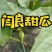 正宗阎良甜瓜自家种植一手货源口感纯甜