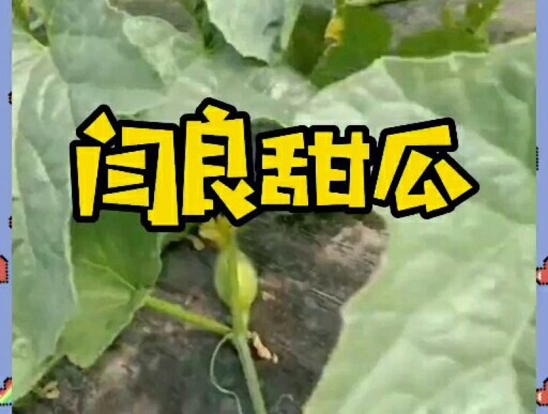 正宗阎良甜瓜自家种植一手货源口感纯甜