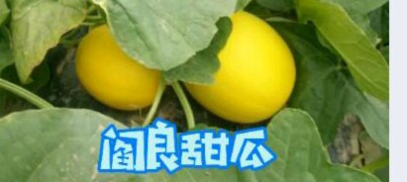 正宗阎良甜瓜自家种植一手货源口感纯甜