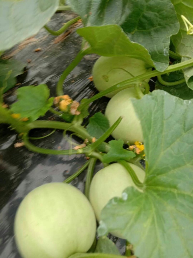 正宗阎良甜瓜自家种植一手货源口感纯甜