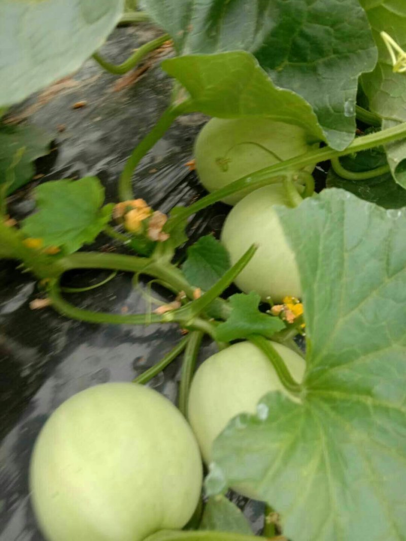 正宗阎良甜瓜自家种植一手货源口感纯甜