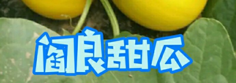 正宗阎良甜瓜自家种植一手货源口感纯甜