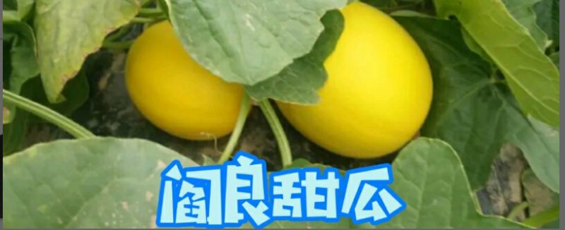正宗阎良甜瓜自家种植一手货源口感纯甜