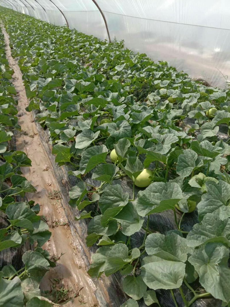 正宗阎良甜瓜自家种植一手货源口感纯甜