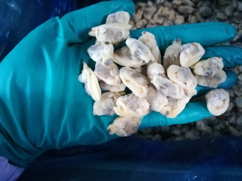 丹东东港，单冻花蛤肉，原汁，保水，根据实际订单都可做！