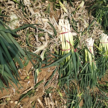脱水大葱