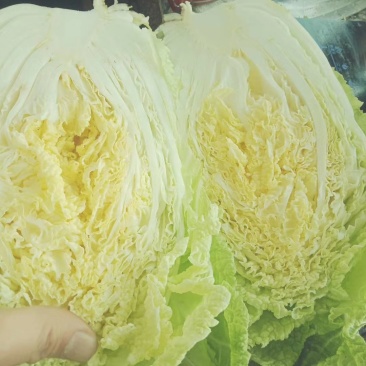 夏阳白白菜2-3斤净菜