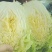 夏阳白白菜2-3斤净菜