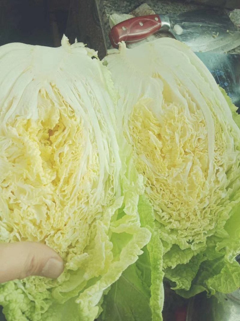 夏阳白白菜2-3斤净菜