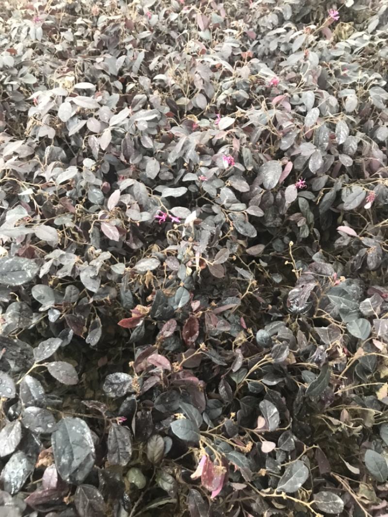 红花继木小杯红花继木球.......