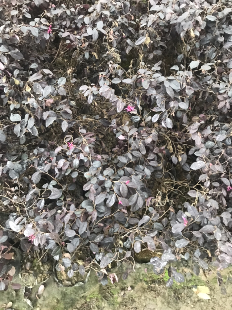 红花继木小杯红花继木球.......