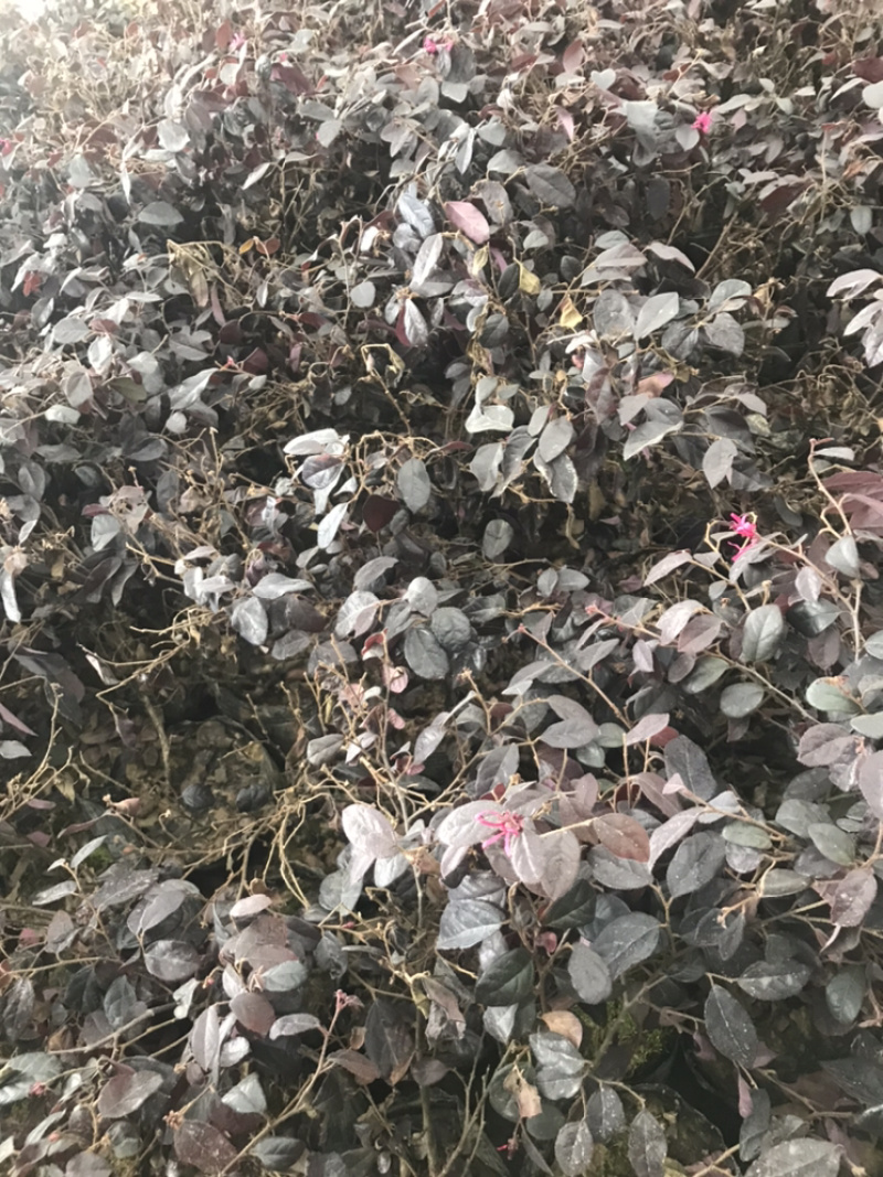 红花继木小杯红花继木球.......