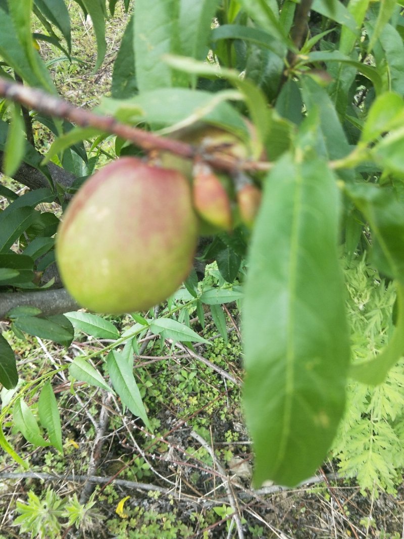 油桃