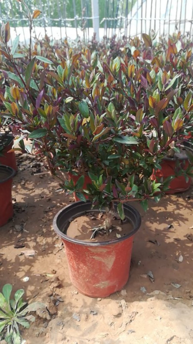 金银花盆栽，质量非常好