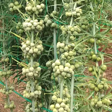 黄精,老虎姜,滇黄精种苗,药典规定品种