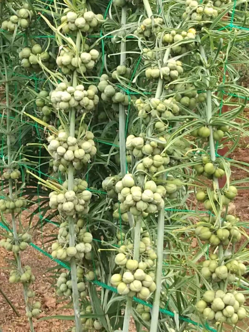 黄精，老虎姜，滇黄精种苗，药典规定品种