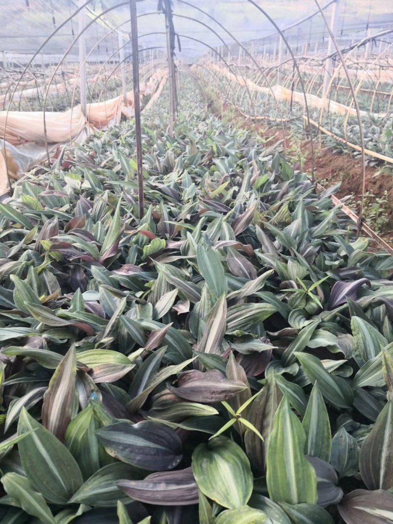 黄精，老虎姜，滇黄精种苗，药典规定品种