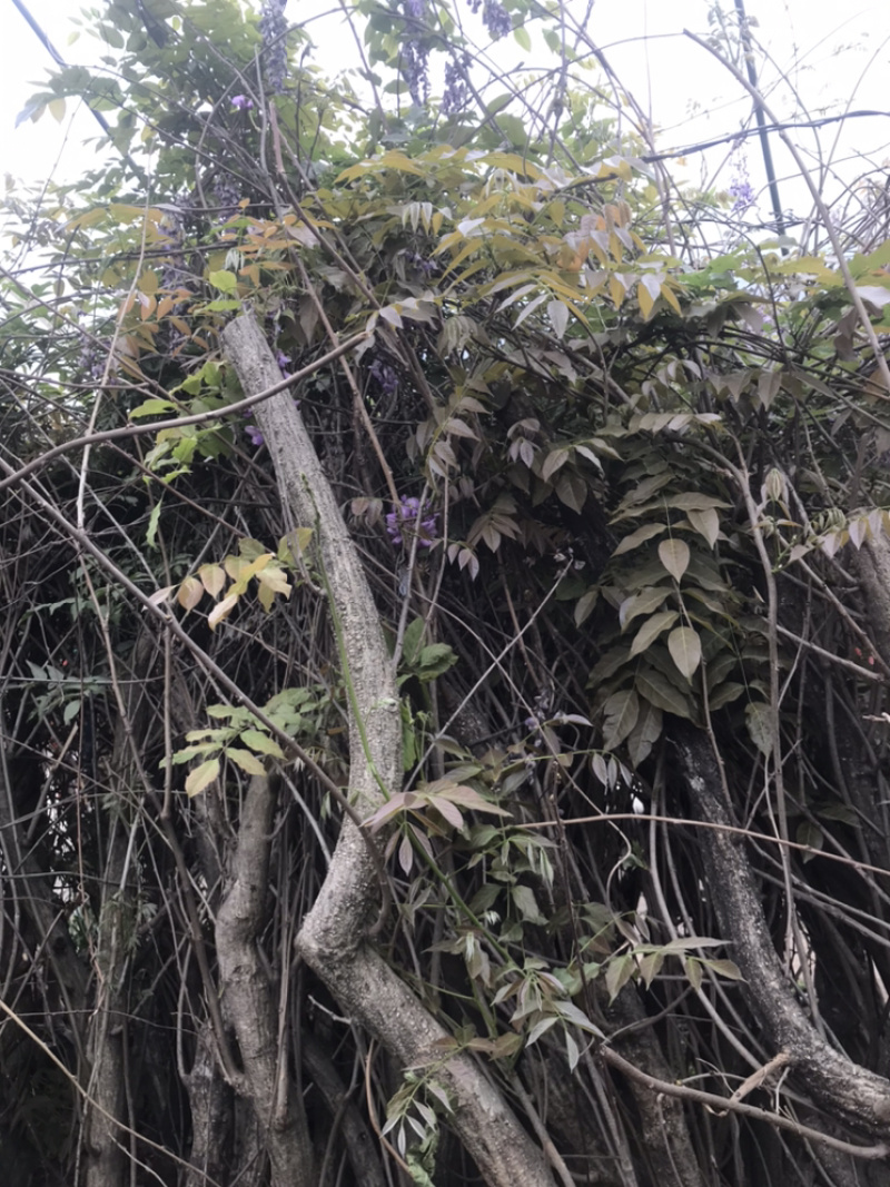 紫藤0.5-8公分规格齐全欢迎电话联系