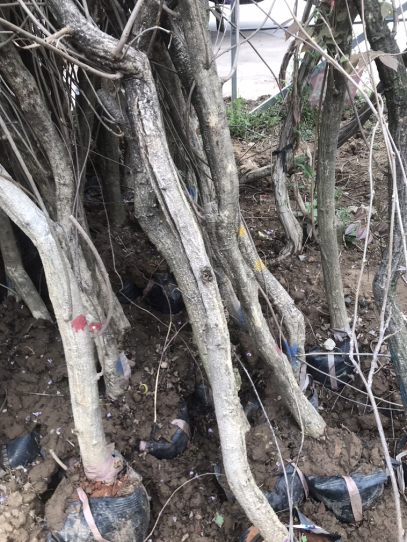 紫藤0.5-8公分规格齐全欢迎电话联系