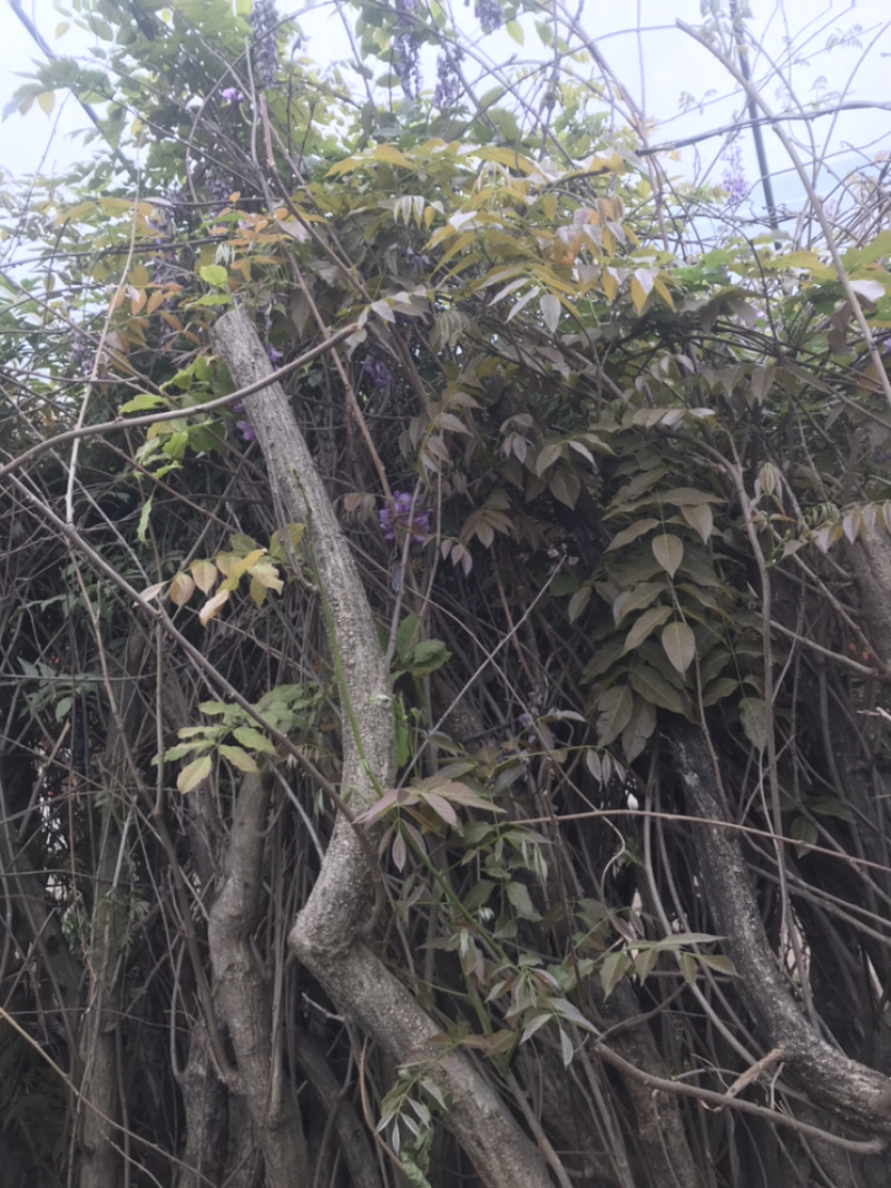 紫藤0.5-8公分规格齐全欢迎电话联系