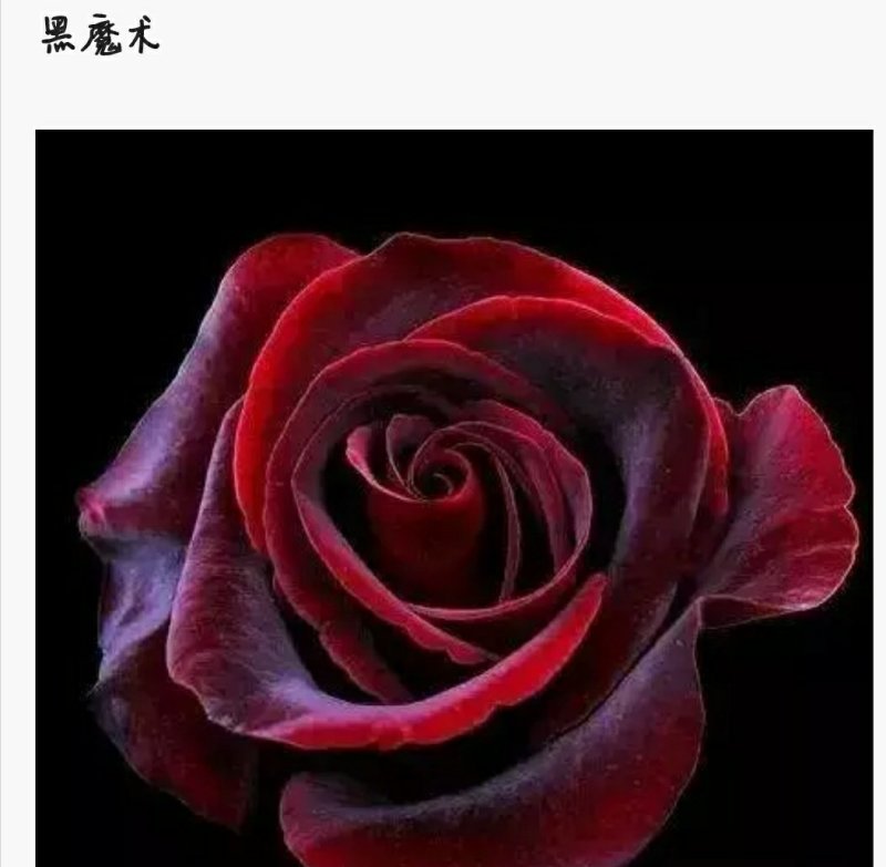 四季玫瑰，大花月季，香水玫瑰，复色等各类玫瑰种苗批发零售