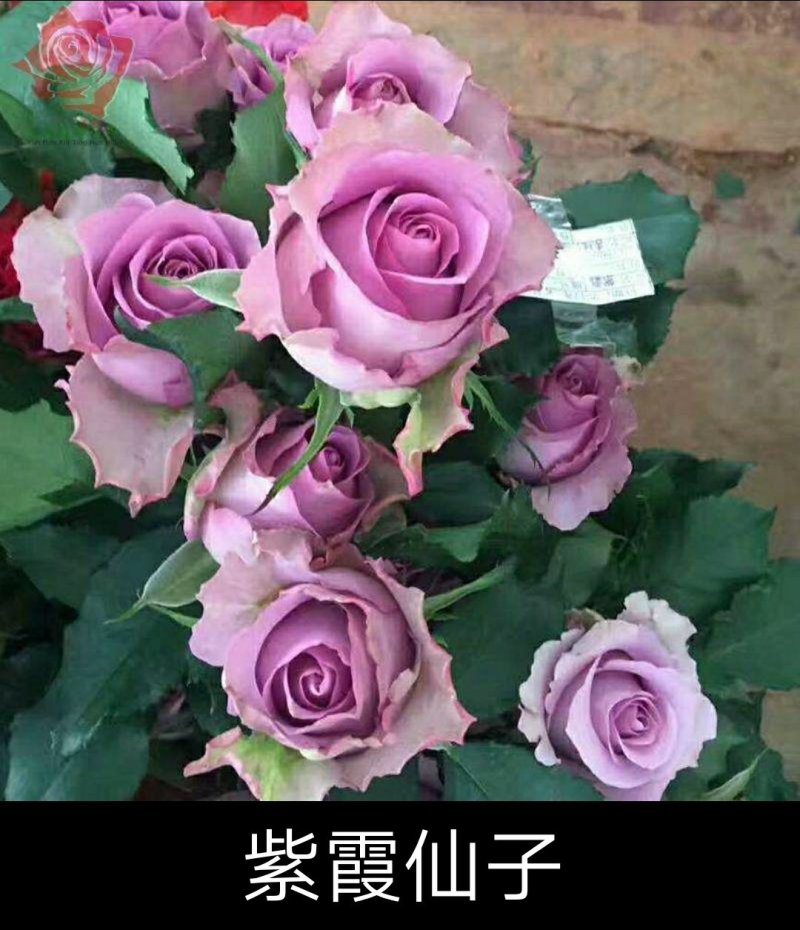 四季玫瑰，大花月季，香水玫瑰，复色等各类玫瑰种苗批发零售