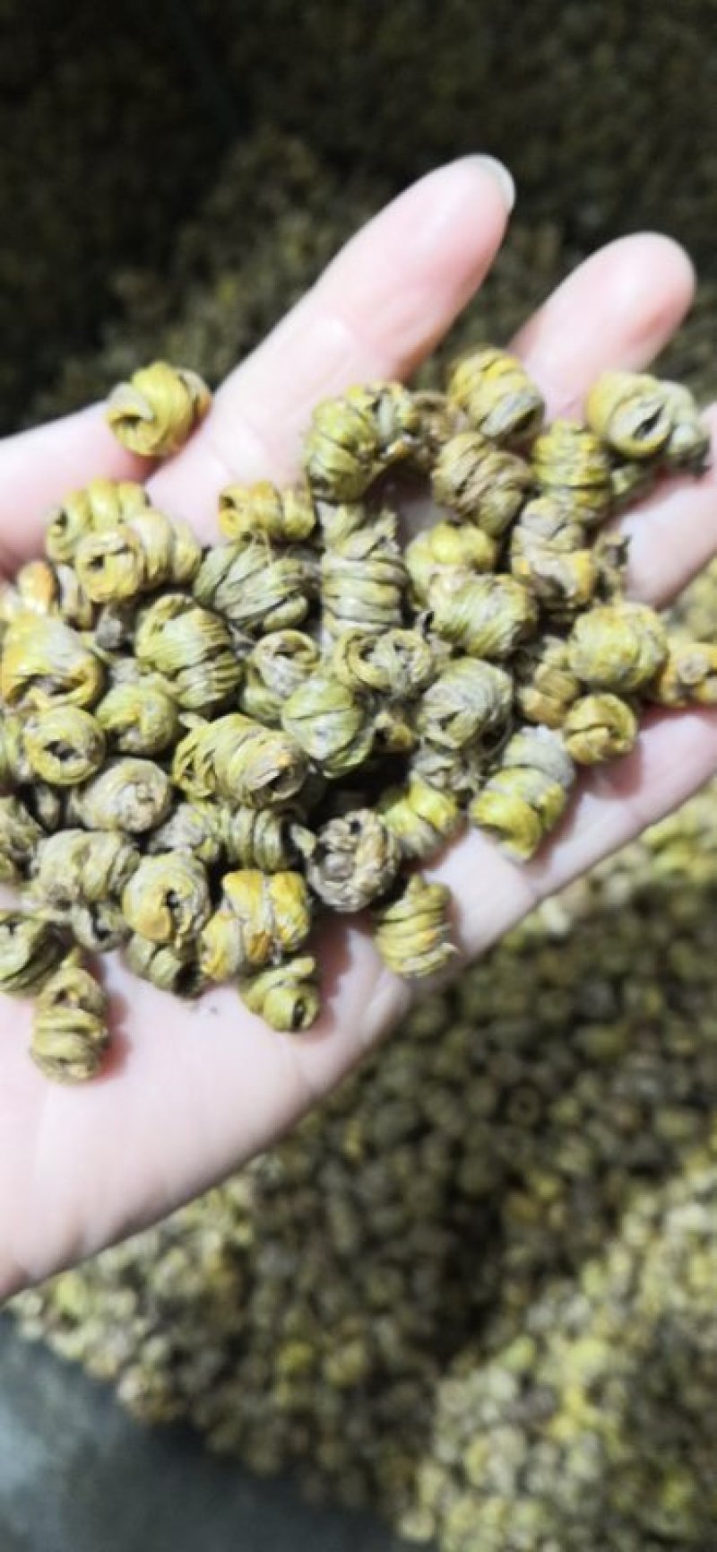 铁皮石斛一斤包邮枫斗石斛可免费打粉