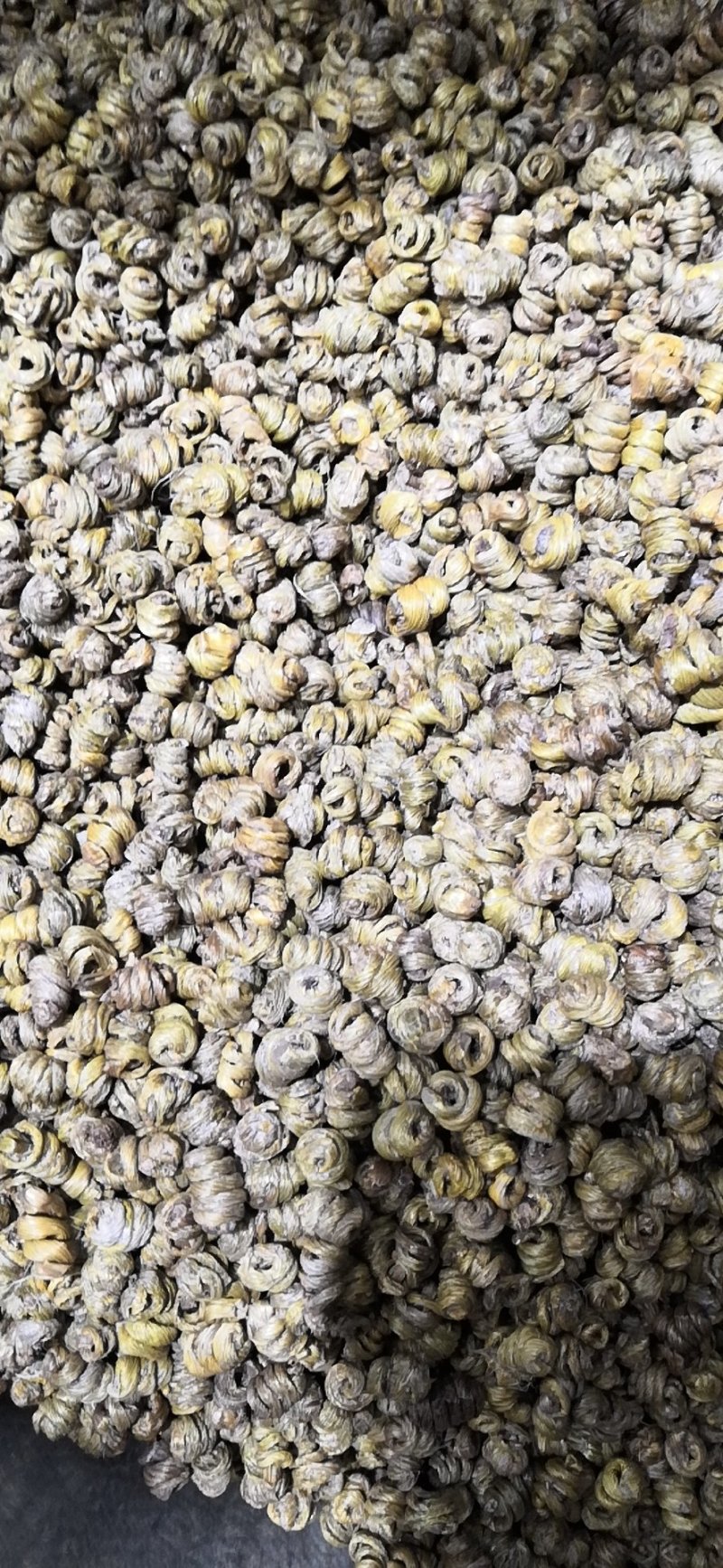 铁皮石斛一斤包邮枫斗石斛可免费打粉