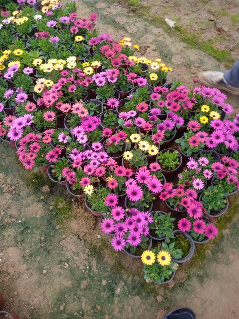 五彩南非万寿菊，单色南非万寿菊基地直销大量有货