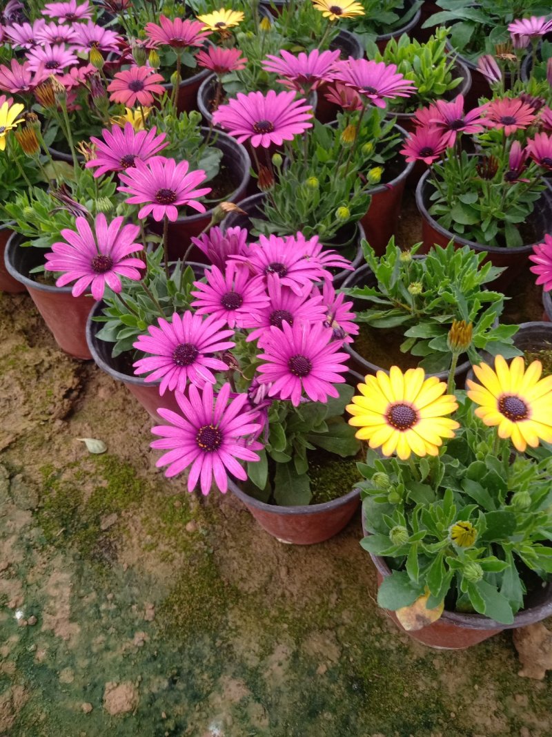 五彩南非万寿菊，单色南非万寿菊基地直销大量有货