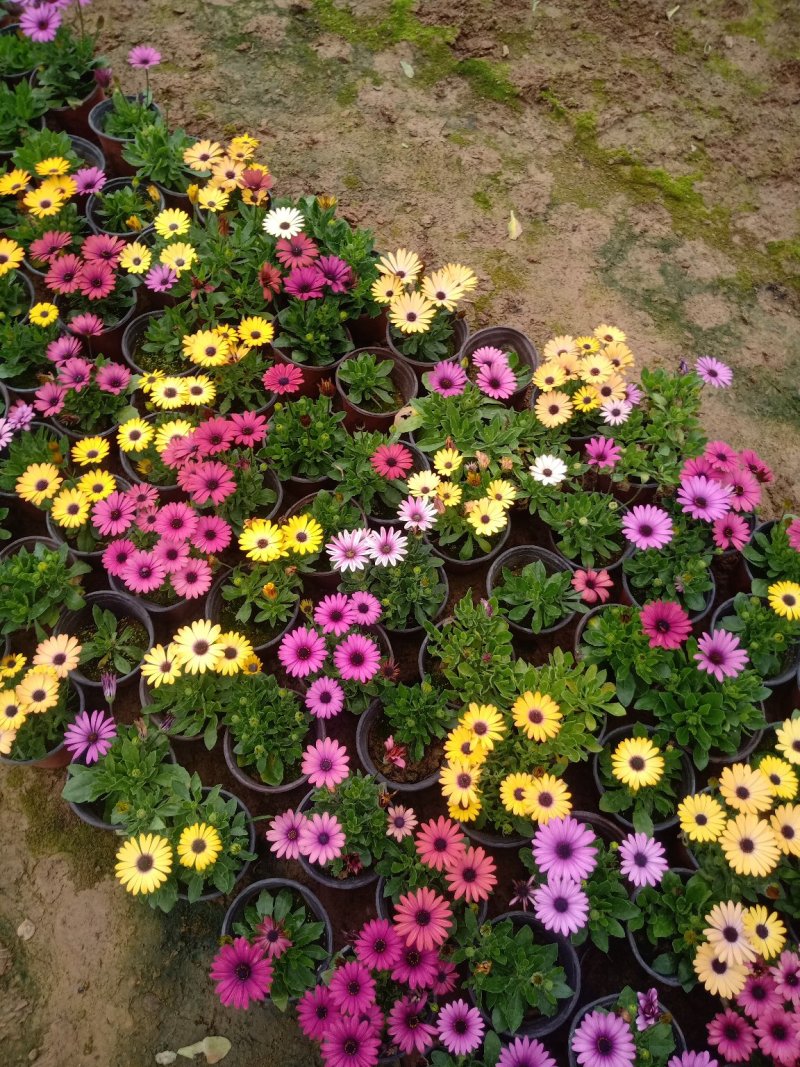 五彩南非万寿菊，单色南非万寿菊基地直销大量有货