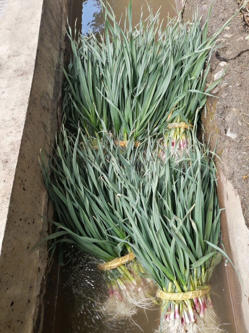 红根蒜苗