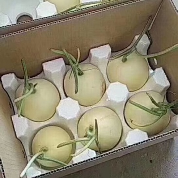 【火爆热销】阎良甜瓜产地直销一件代发品质保证