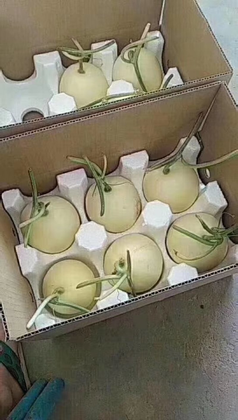 【火爆热销】阎良甜瓜产地直销一件代发品质保证