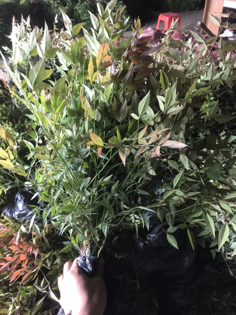 南天竹红天竹小苗60-70公分高度