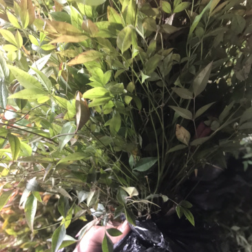 南天竹红天竹小苗60-70公分高度