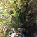 南天竹红天竹小苗60-70公分高度