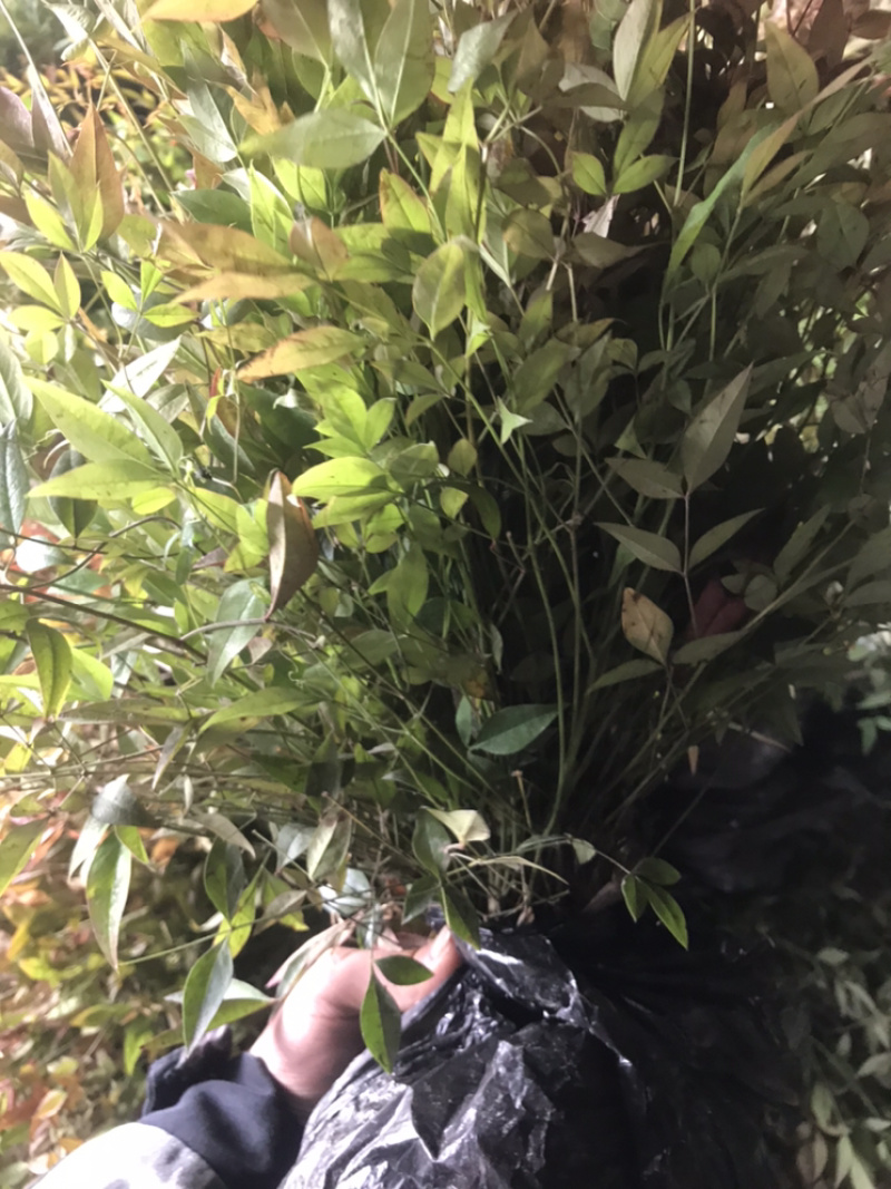 南天竹红天竹小苗60-70公分高度