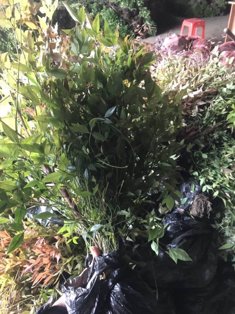 南天竹红天竹小苗60-70公分高度