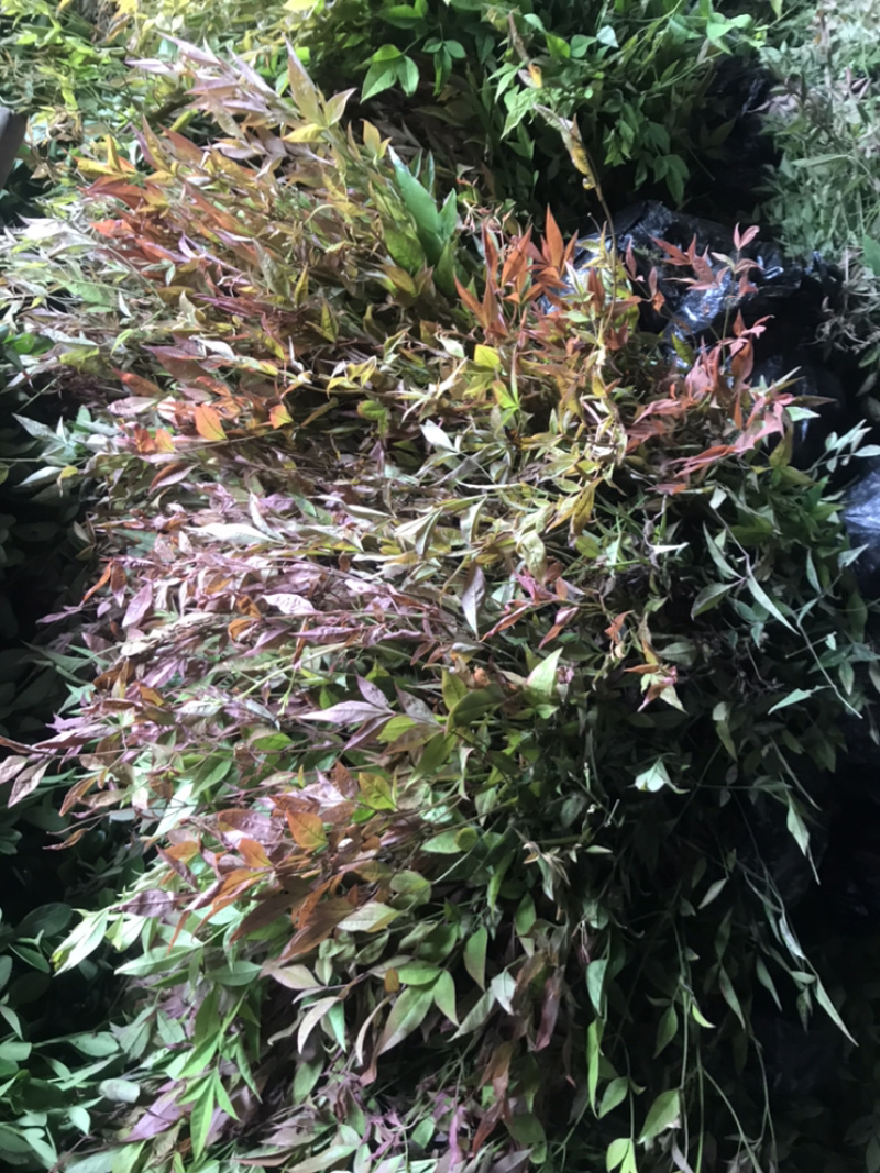 南天竹红天竹小苗60-70公分高度