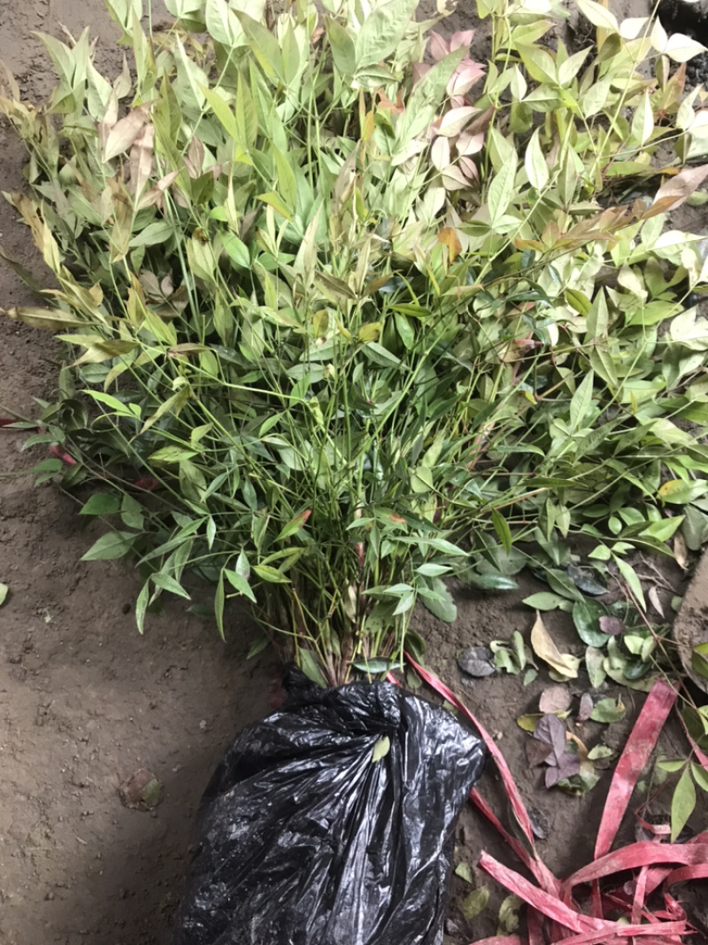 南天竹红天竹小苗60-70公分高度
