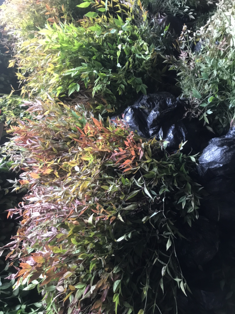 南天竹红天竹小苗60-70公分高度