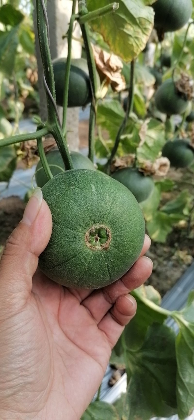 甜瓜落价中