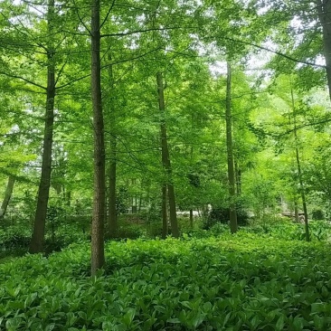 银杏树