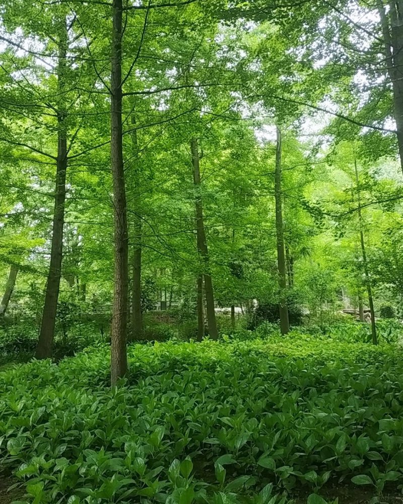 银杏树