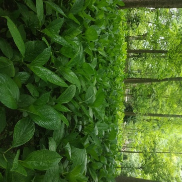 绣球花