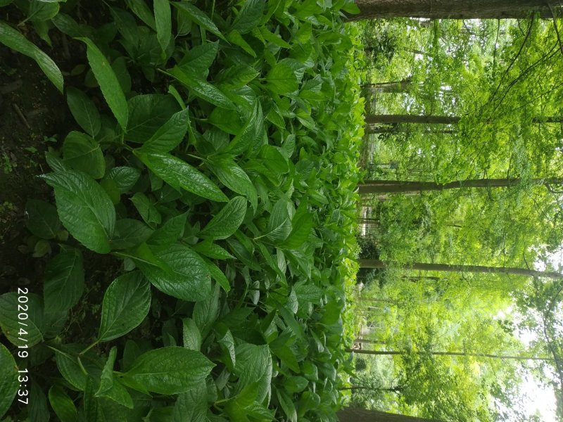 绣球花