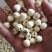 白莲子特级无硫去芯磨皮湘莲过筛精品特大一号莲子干货