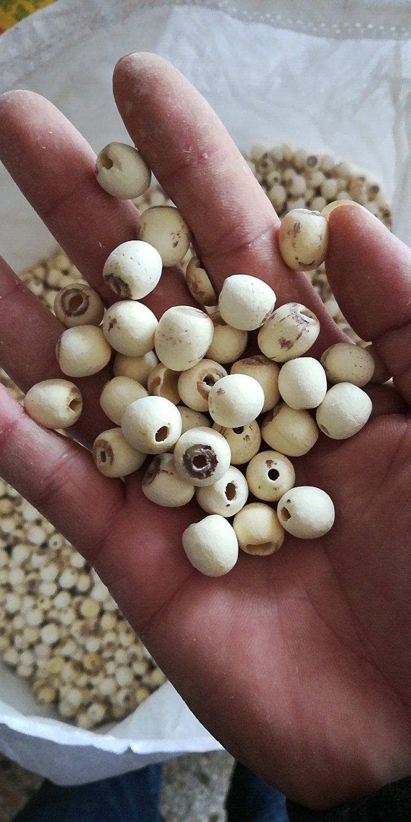 白莲子特级无硫去芯磨皮湘莲过筛精品特大一号莲子干货